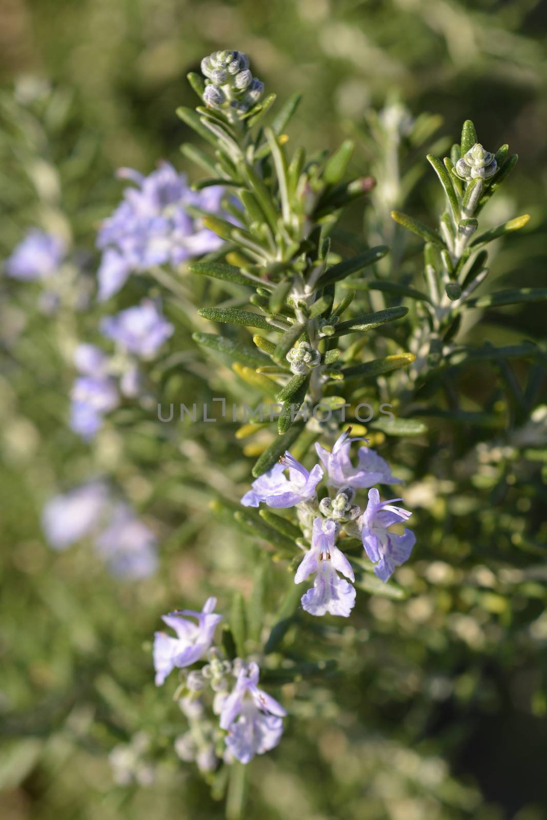 Rosemary flower - Latin name - Rosmarinus officinalis