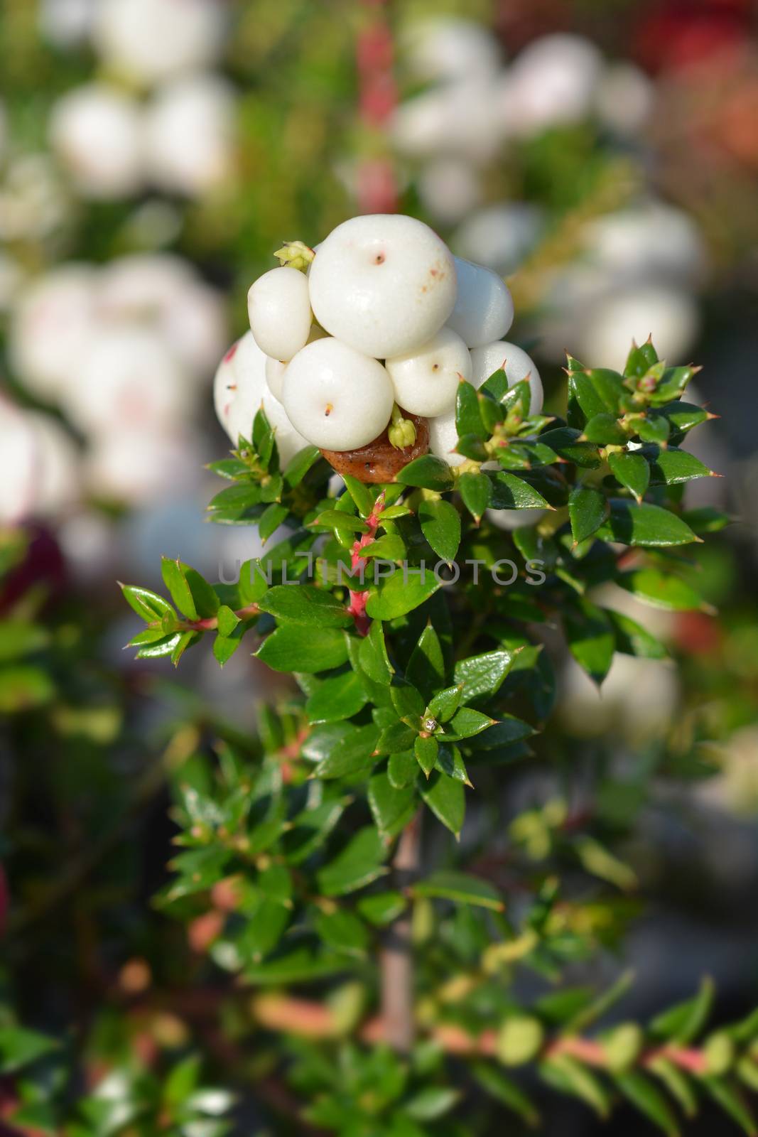 Prickly heath white berries - Latin name - Gaultheria mucronata (Pernettya mucronata)