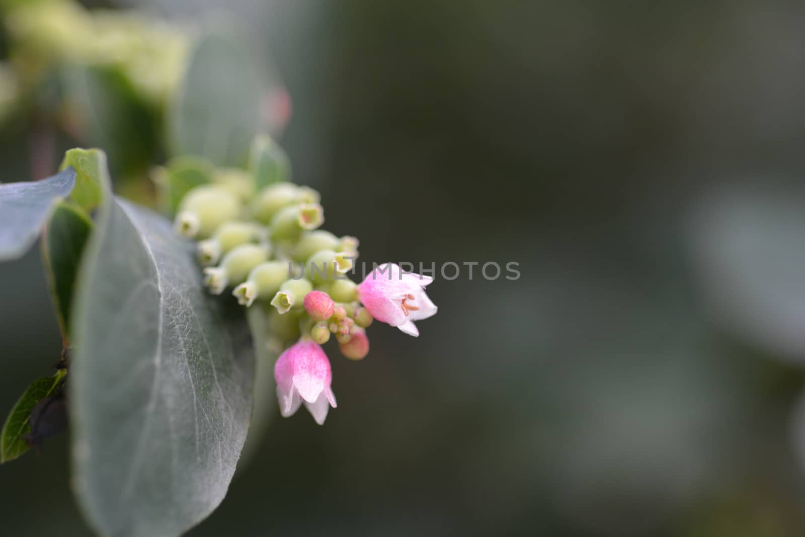 Coralberry flowers and berries - Latin name - Symphoricarpos orbiculatus