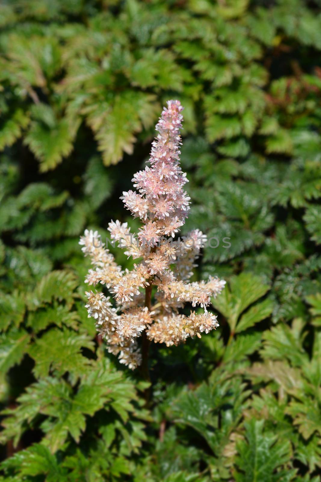 Dwarf astilbe pink flower - Latin name - Astilbe crispa Lilliput