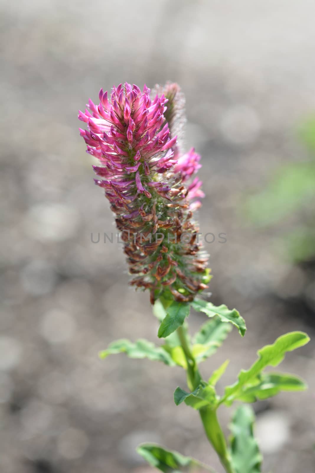 Red trefoil - Latin name - Trifolium rubens