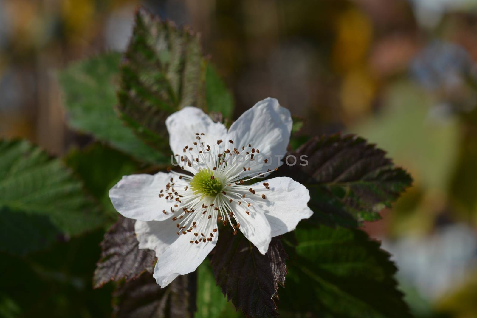 Thornless blackberry white flower close up - Latin name - Rubus fruticosus Thornfree