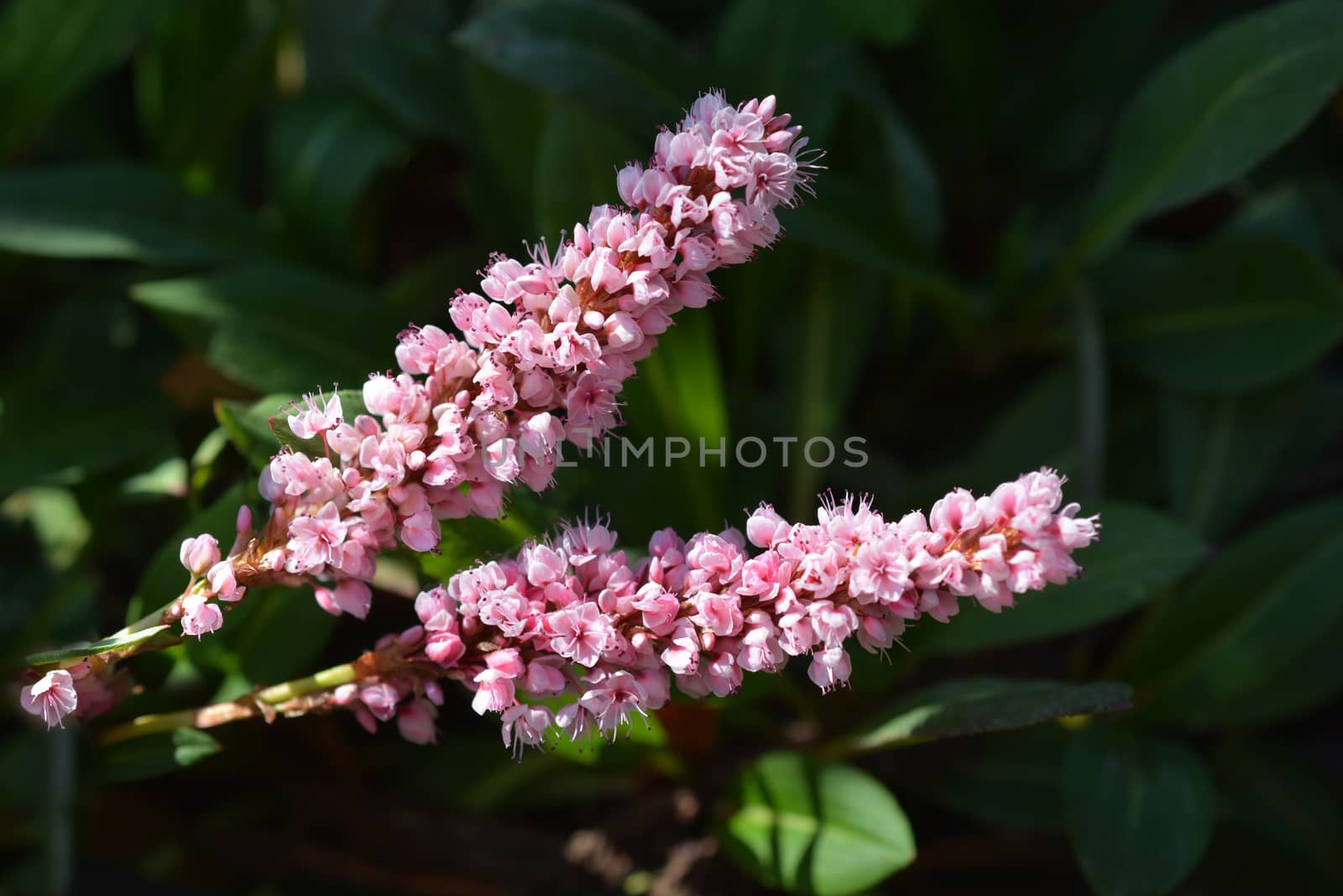 Himalayan bistort - Latin name - Polygonum affine (Persicaria affinis)