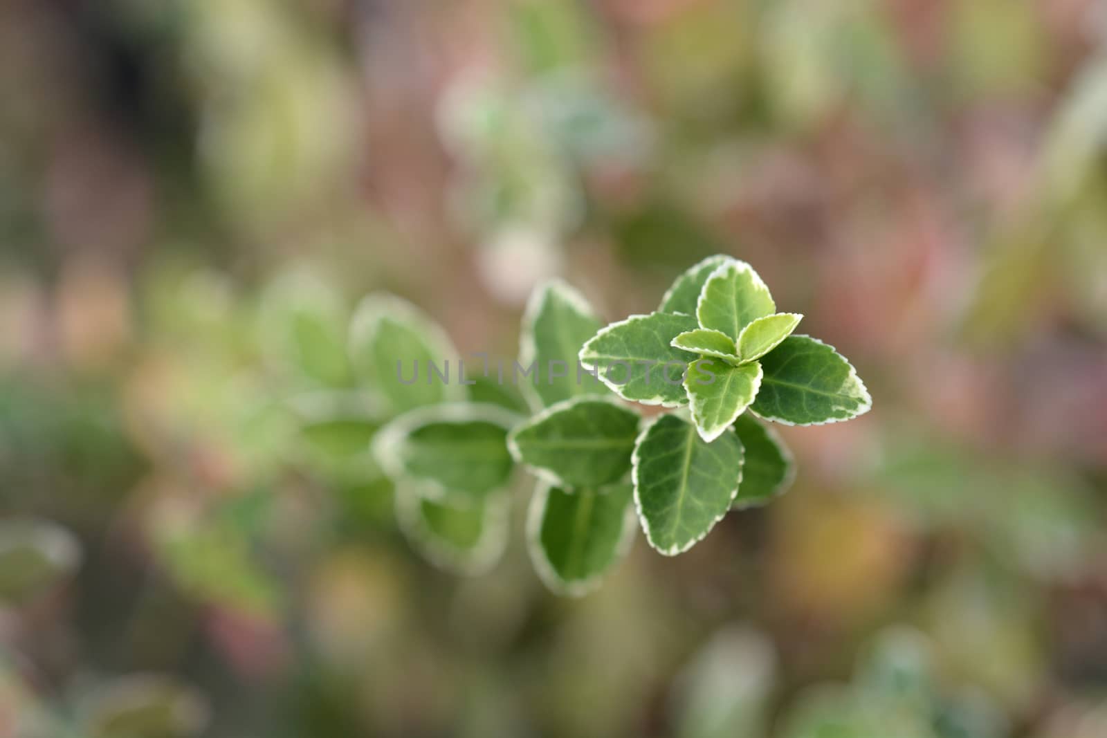 Wintercreeper laves - Latin name - Euonymus fortunei