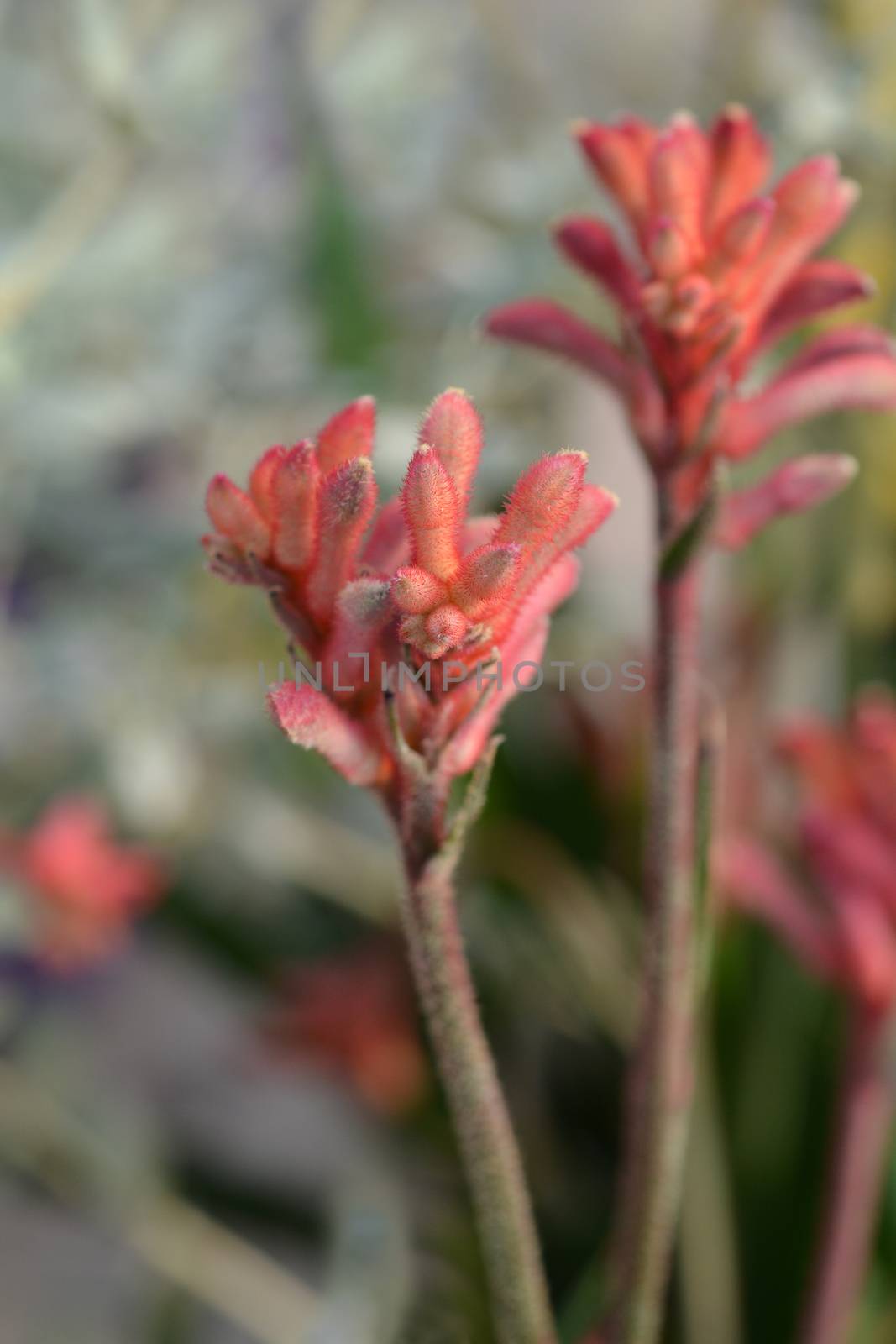 Kangaroo paw Beauty Red - Latin name - Anigozanthos Beauty Red