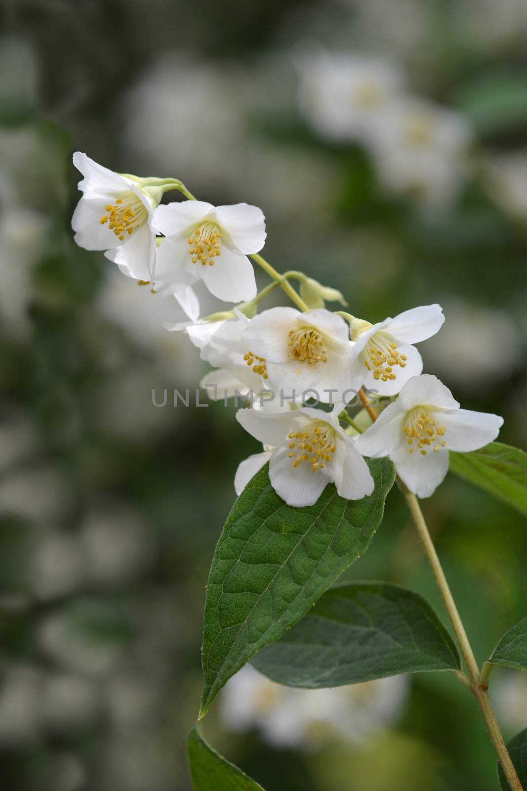 Florida mock orange white flowers - Latin name - Philadelphus floridus