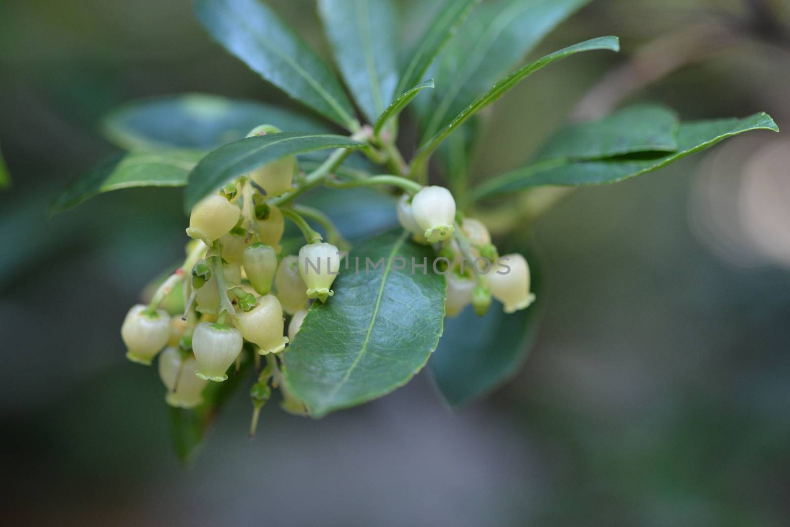 Strawberry tree flowers - Latin name - Arbutus unedo