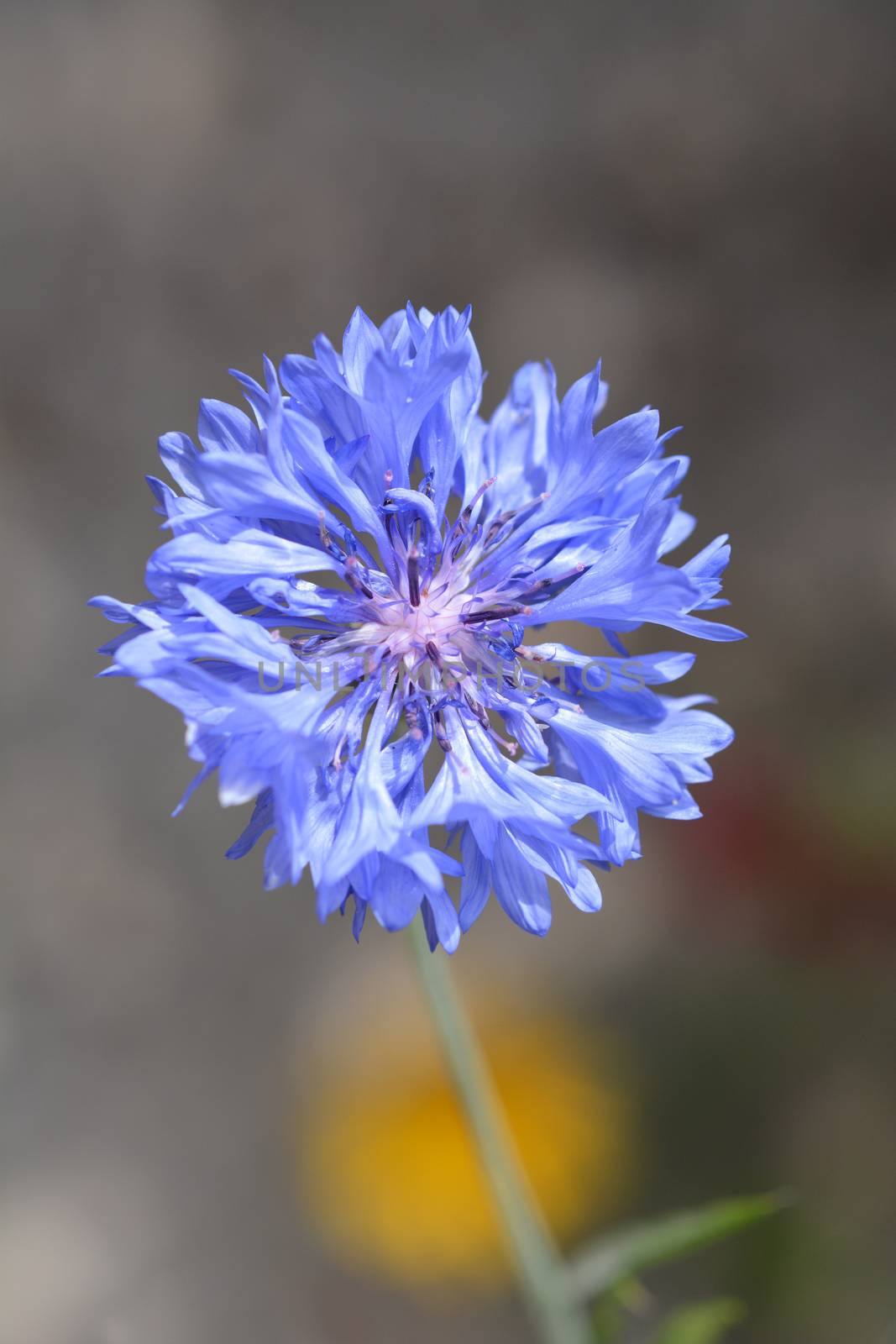 Blue Cornflower flower - Latin name - Cyanus segetum (Centaurea cyanus)