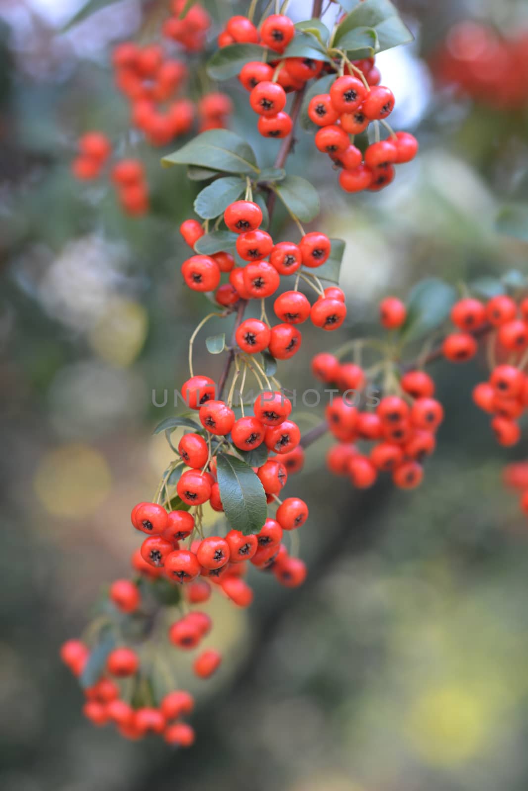 Narrowleaf firethorn - Latin name - Pyracantha angustifolia