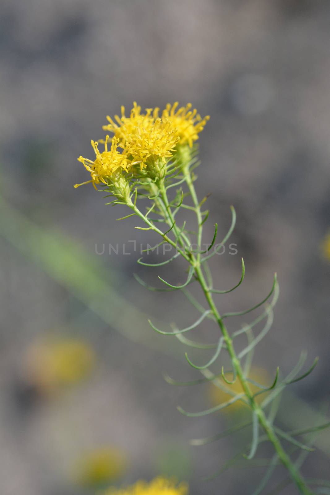 European goldilocks yellow flower - Latin name - Galatella linosyris (Aster linosyris)