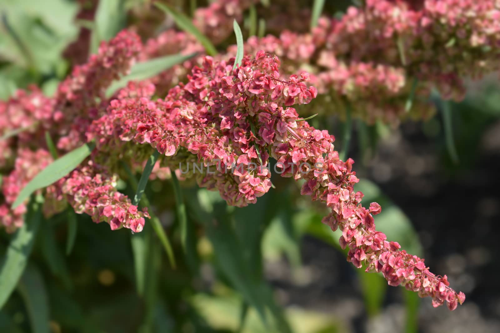 Water dock - Latin name - Rumex aquaticus