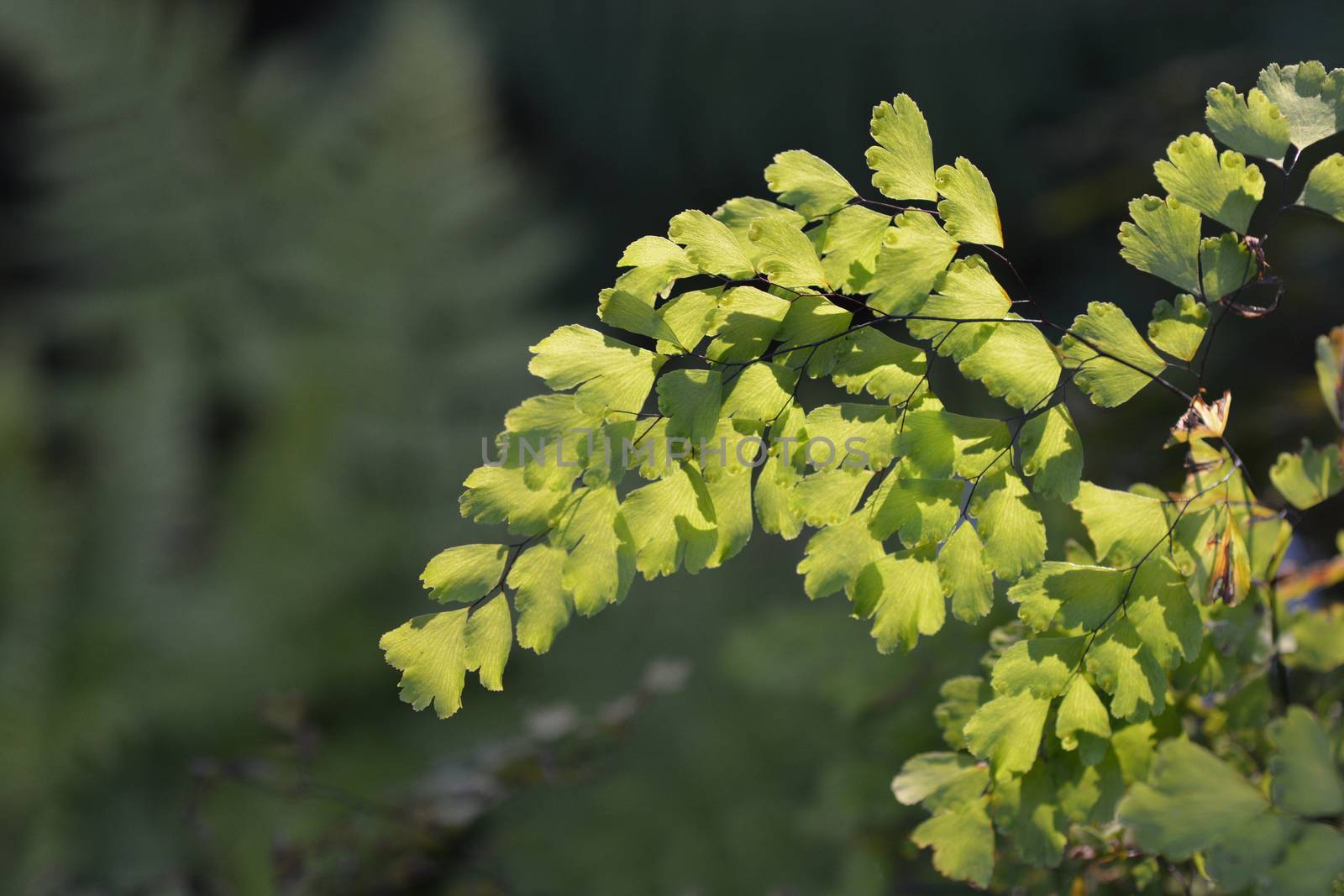 Delta maidenhair fern leaves - Latin name - Adiantum raddianum