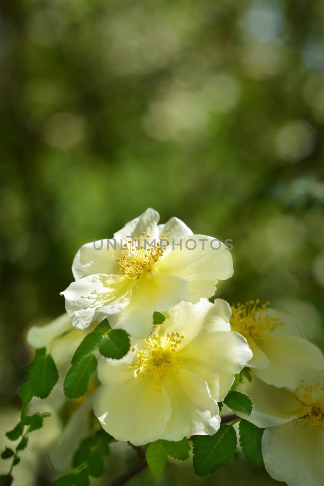 Golden rose of China - Latin name - Rosa hugonis