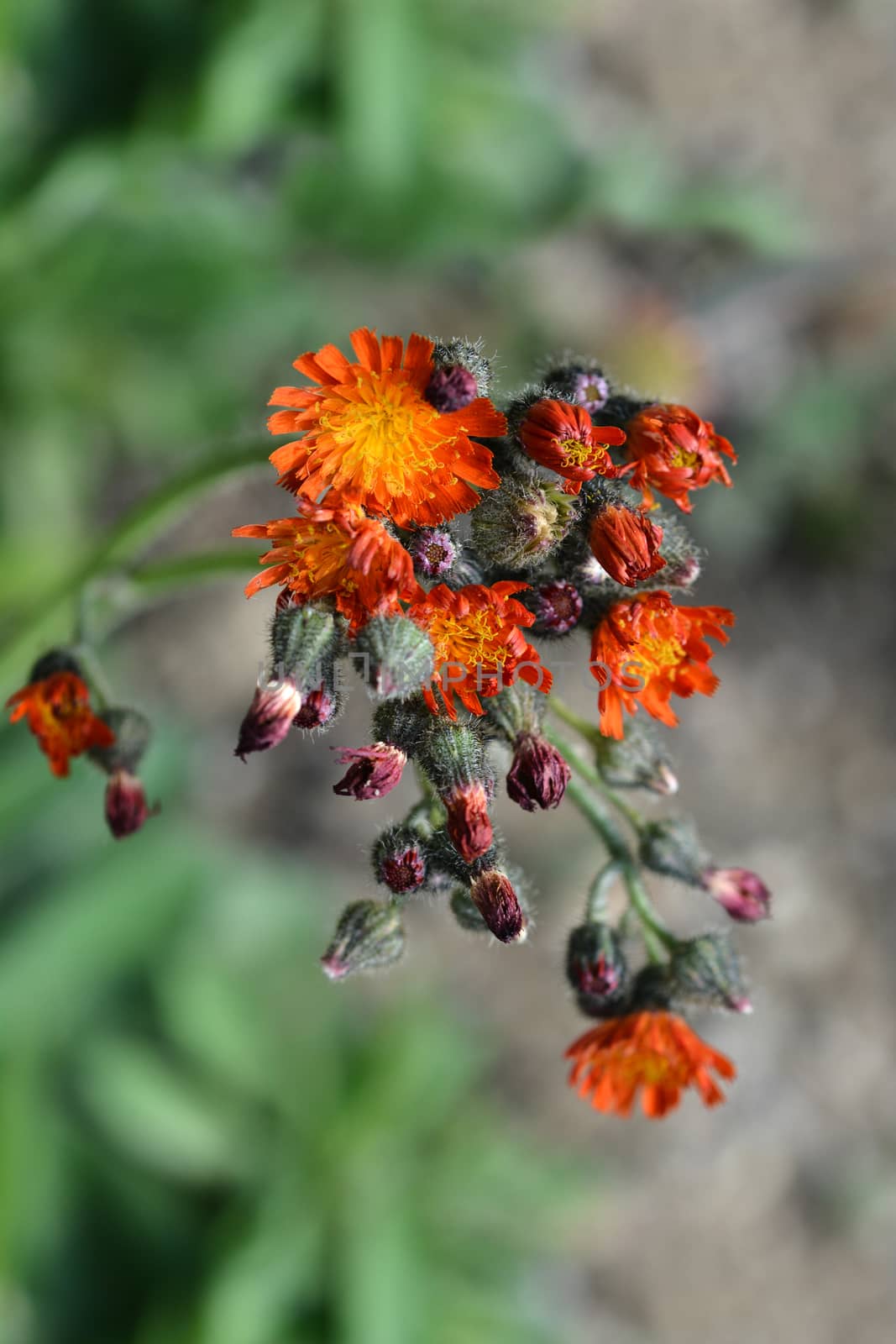 Orange hawkweed flowers close up - Latin name - Hieracium aurantiacum