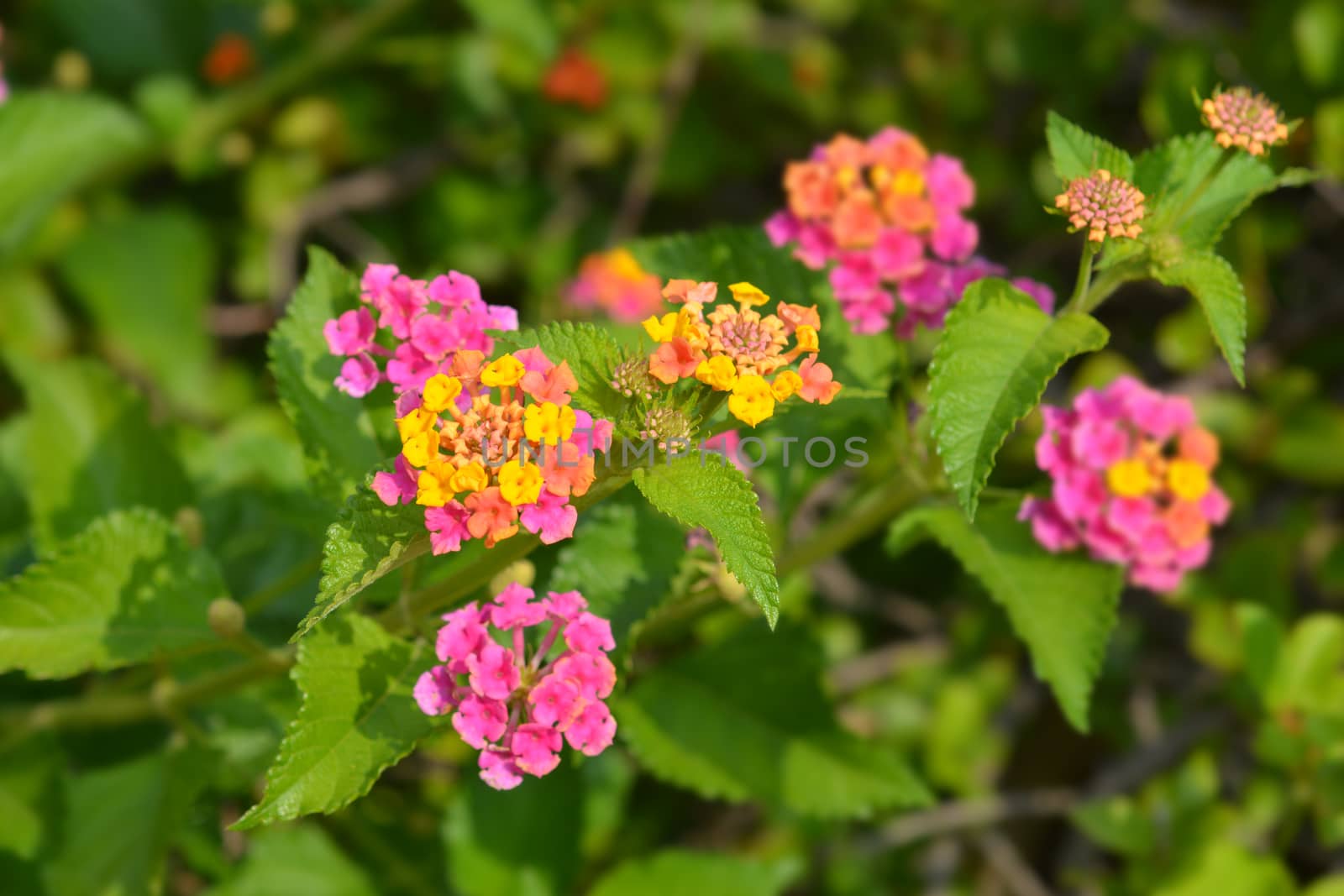 Shrub verbena flowers close up - Latin name - Lantana camara