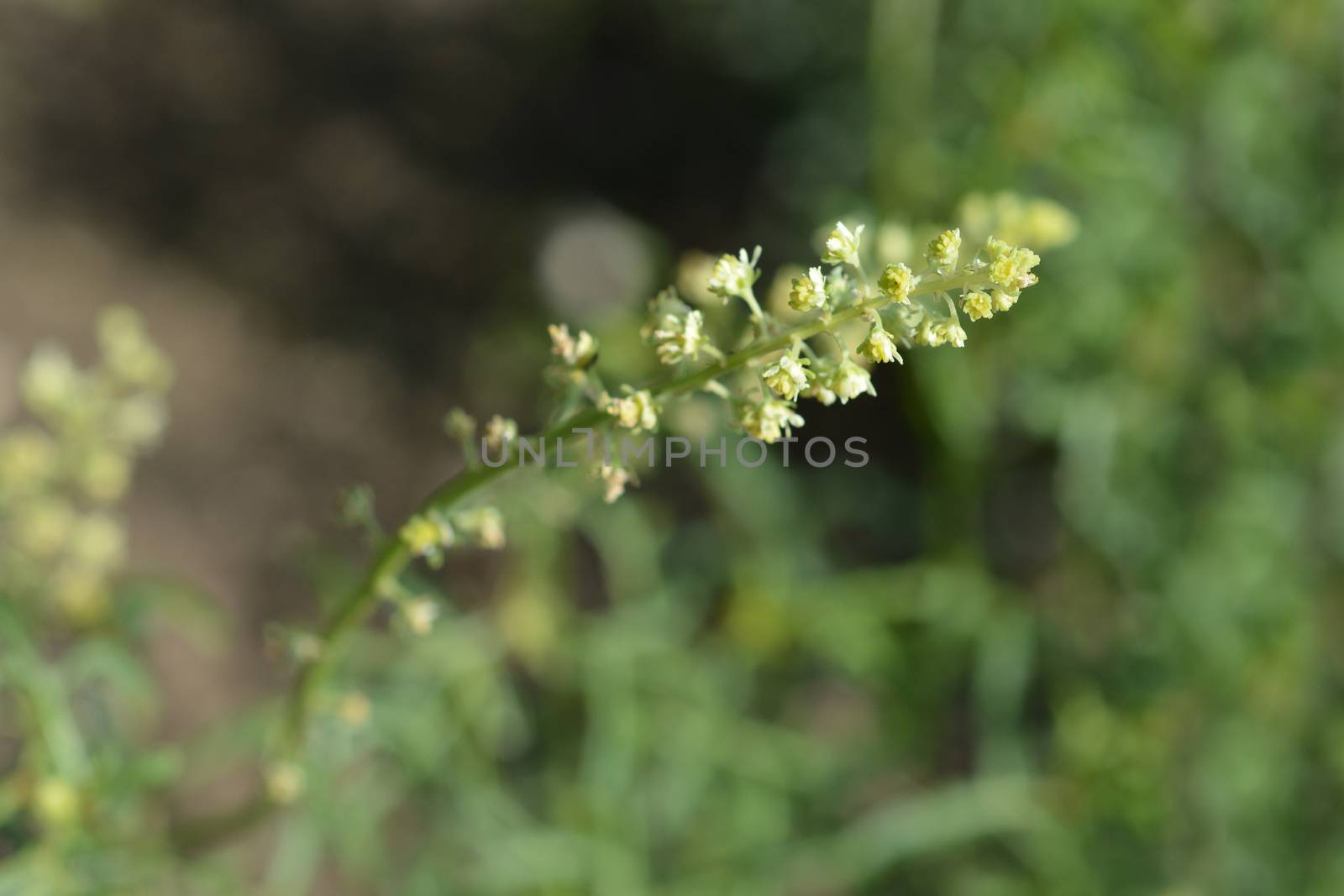 Yellow mignonette - Latin name - Reseda lutea