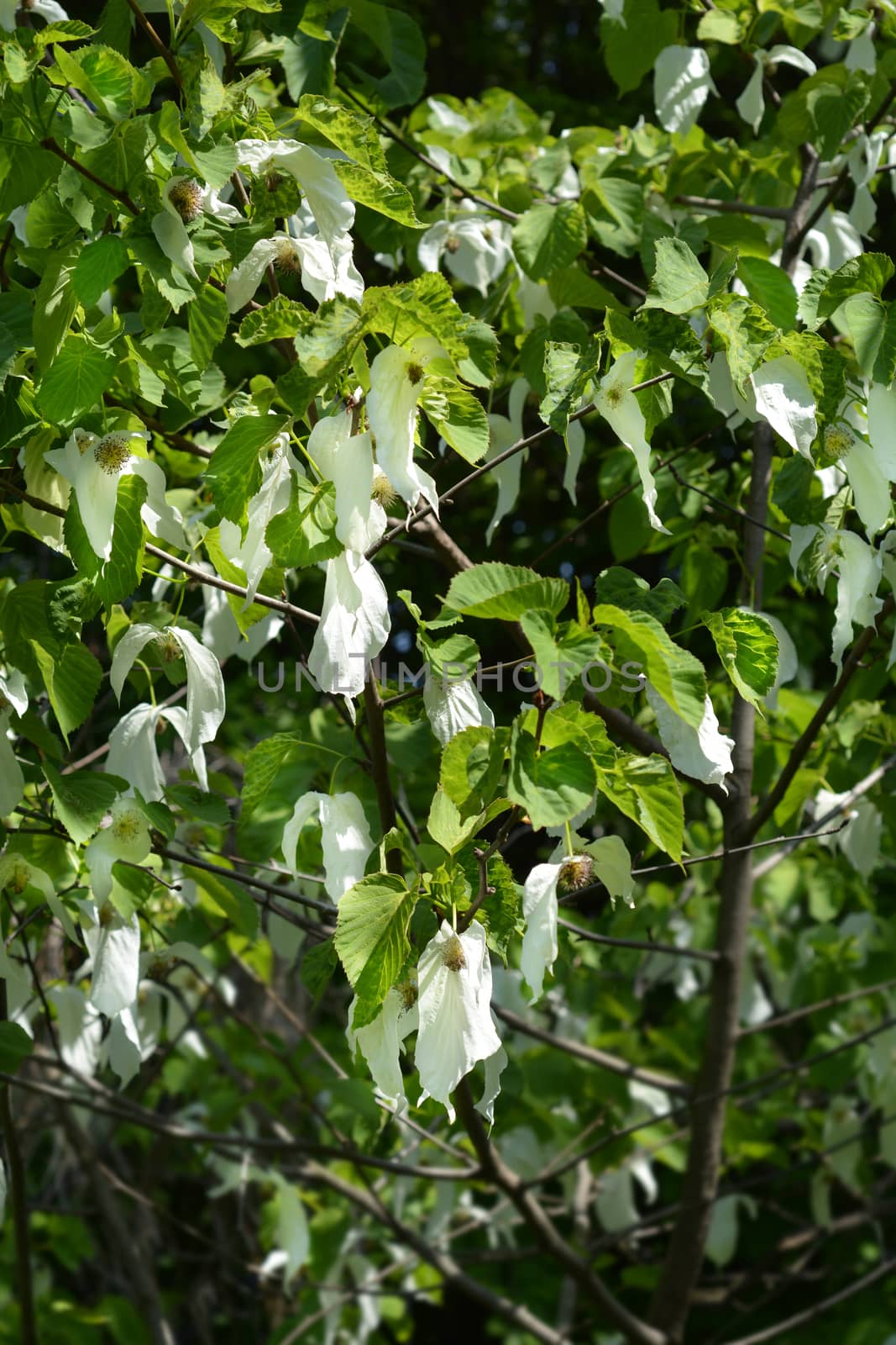 Handkerchief tree white flowers - Latin name - Davidia involucrata var. Vilmoriniana