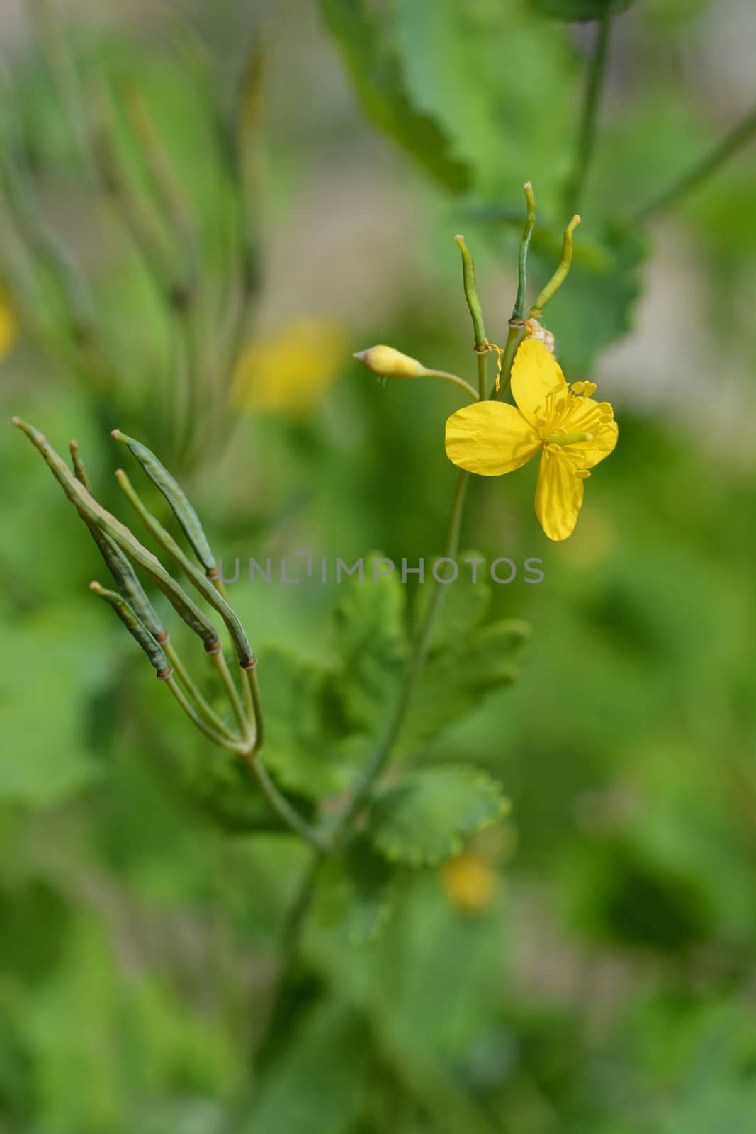 Yellow Greater celandine flower - Latin name - Chelidonium Majus