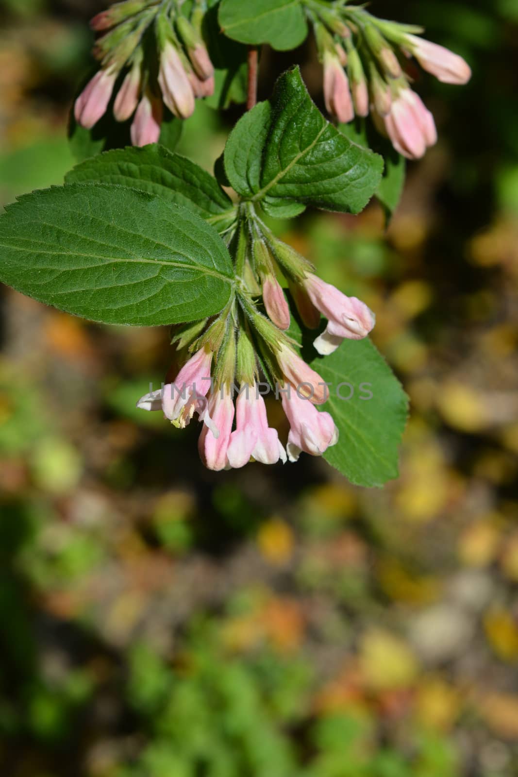 Japanese weigela pale pink flowers - Latin name - Weigela japonica var. sinica