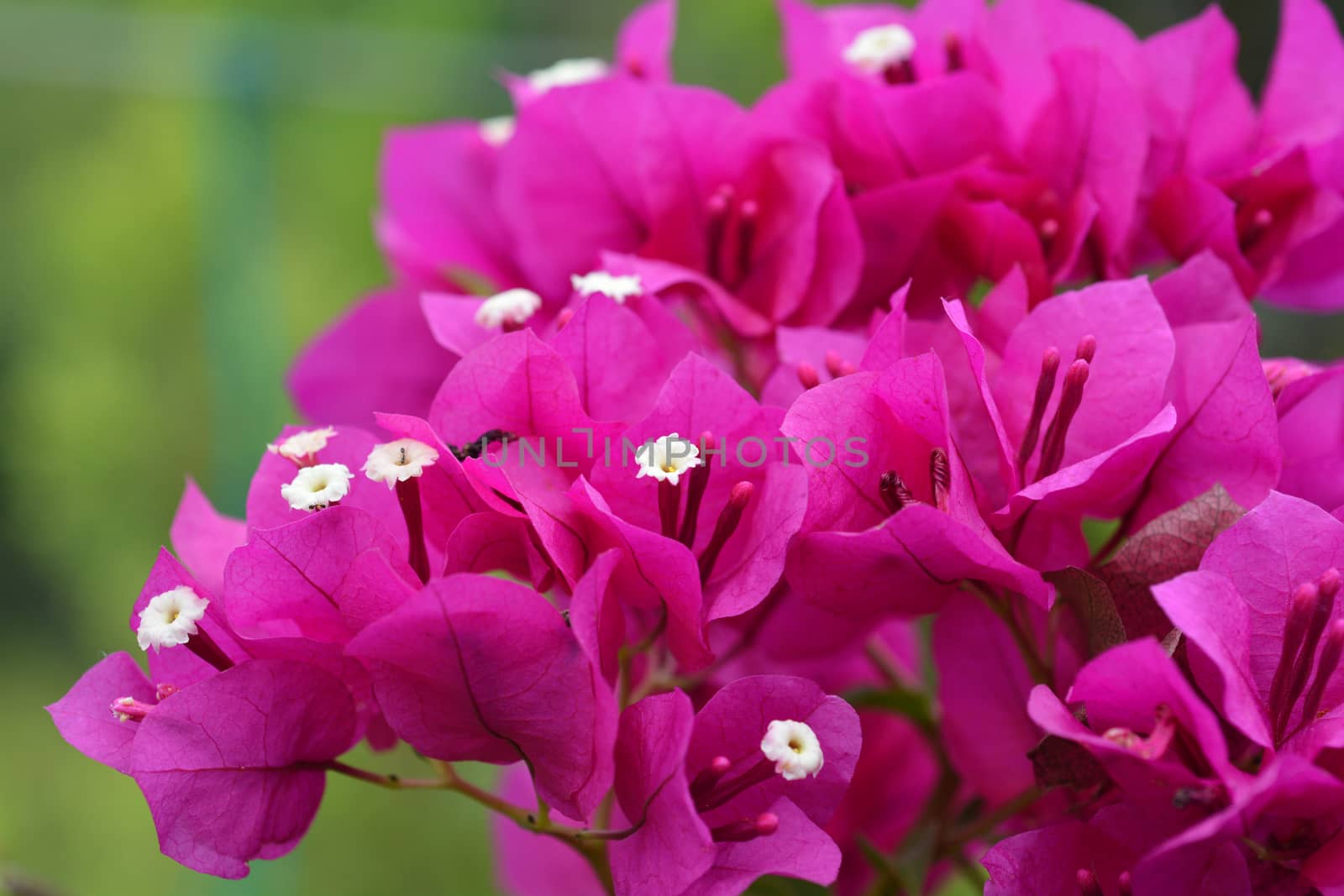 Purple bougainvillea Alexandra by nahhan