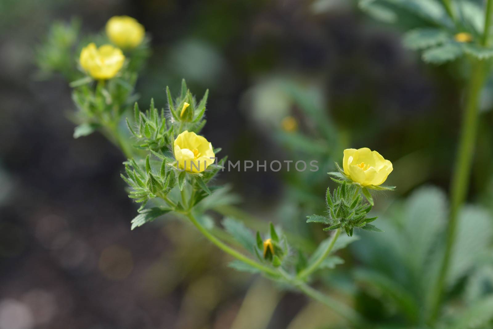 Sulphur cinquefoil yellow flower - Latin name - Potentilla recta
