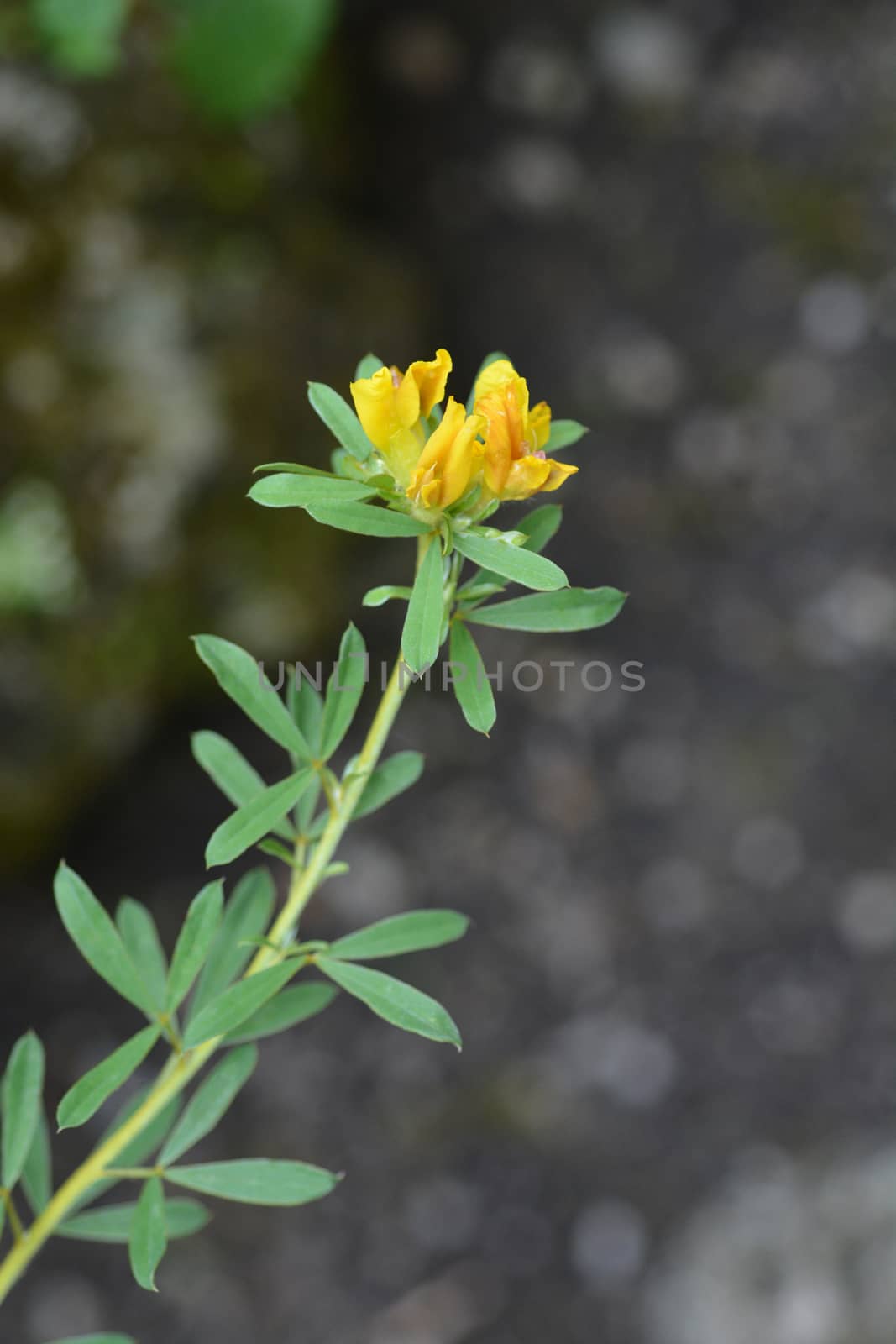 Austrian clustered broom - Latin name - Cytisus austriacus (Chamaecytisus austriacus)