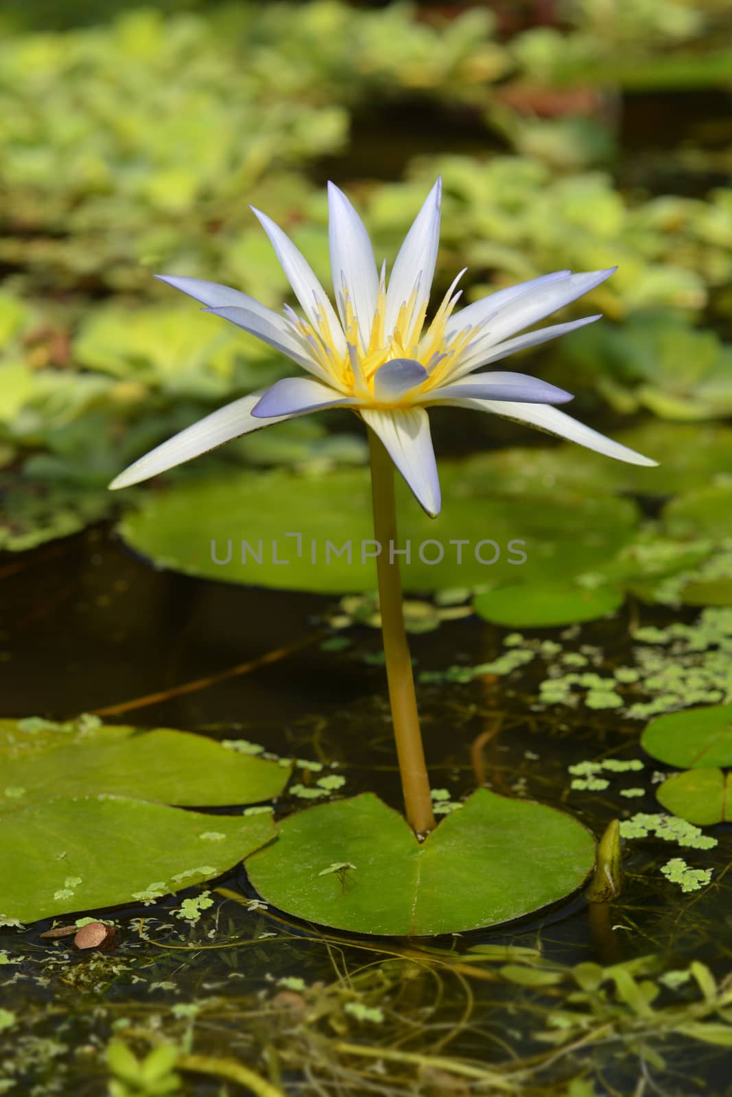 Blue Egyptian lotus cloe up - Latin name - Nymphaea caerulea