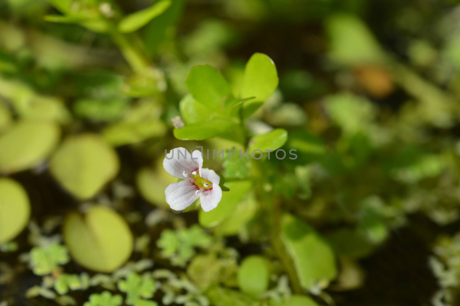 Water hyssop flower - Latin name - Bacopa monnieri