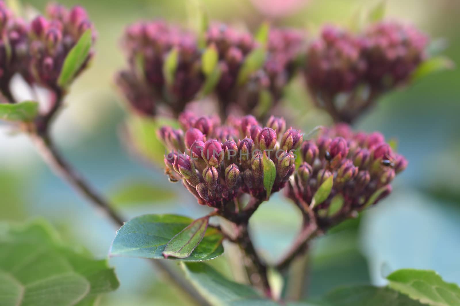 Rose glorybower flower buds - Latin name - Clerodendrum bungei