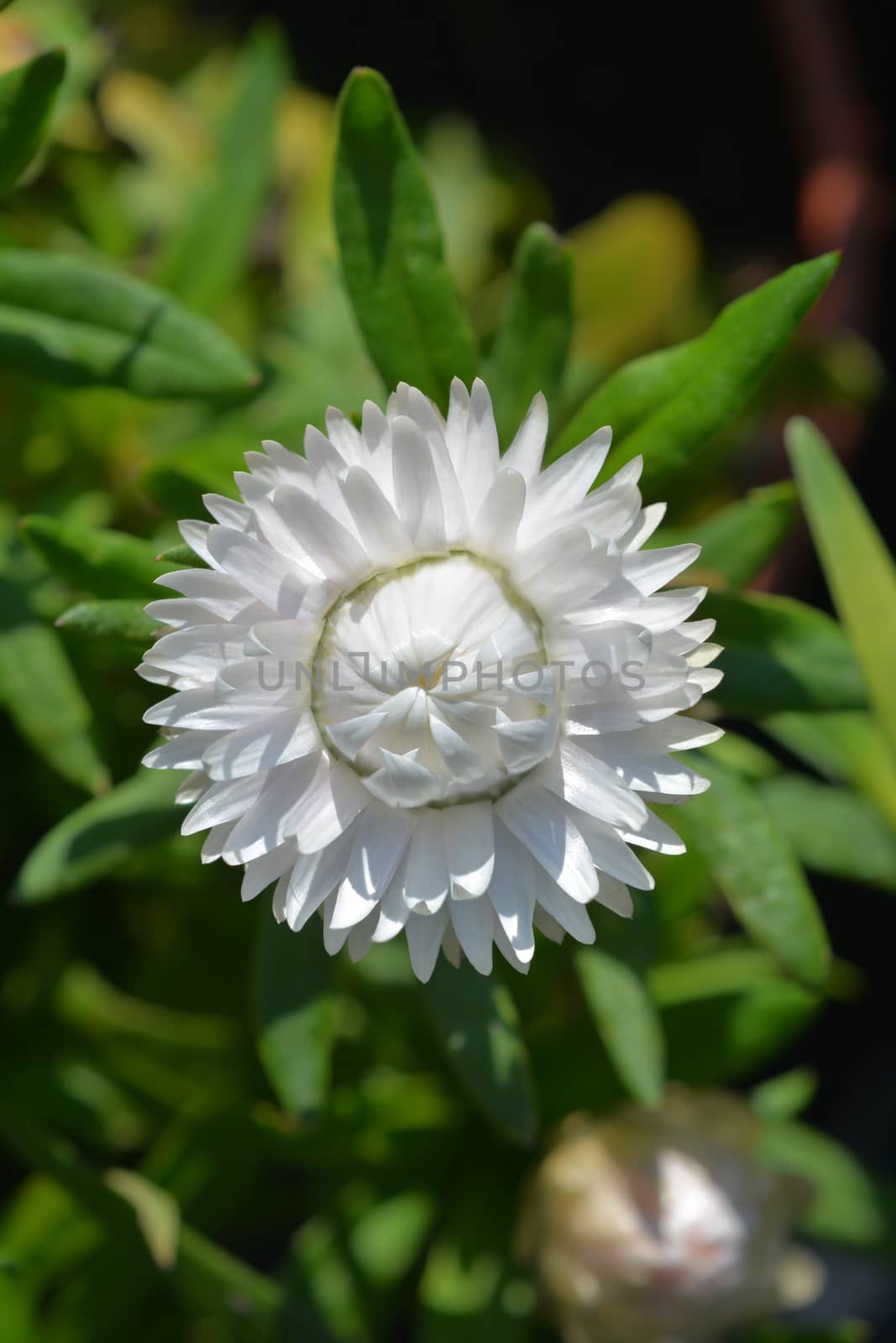 White strawflower - Latin name - Xerochrysum bracteatum (Helichrysum bracteatum)