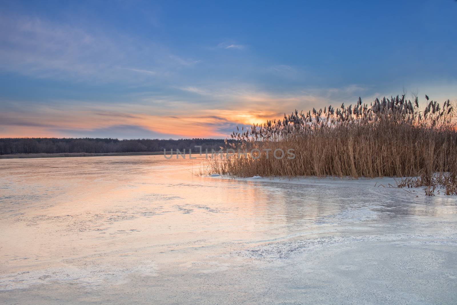 Winter paysage landscape of sunset evening iced frozen lake river and dry canes