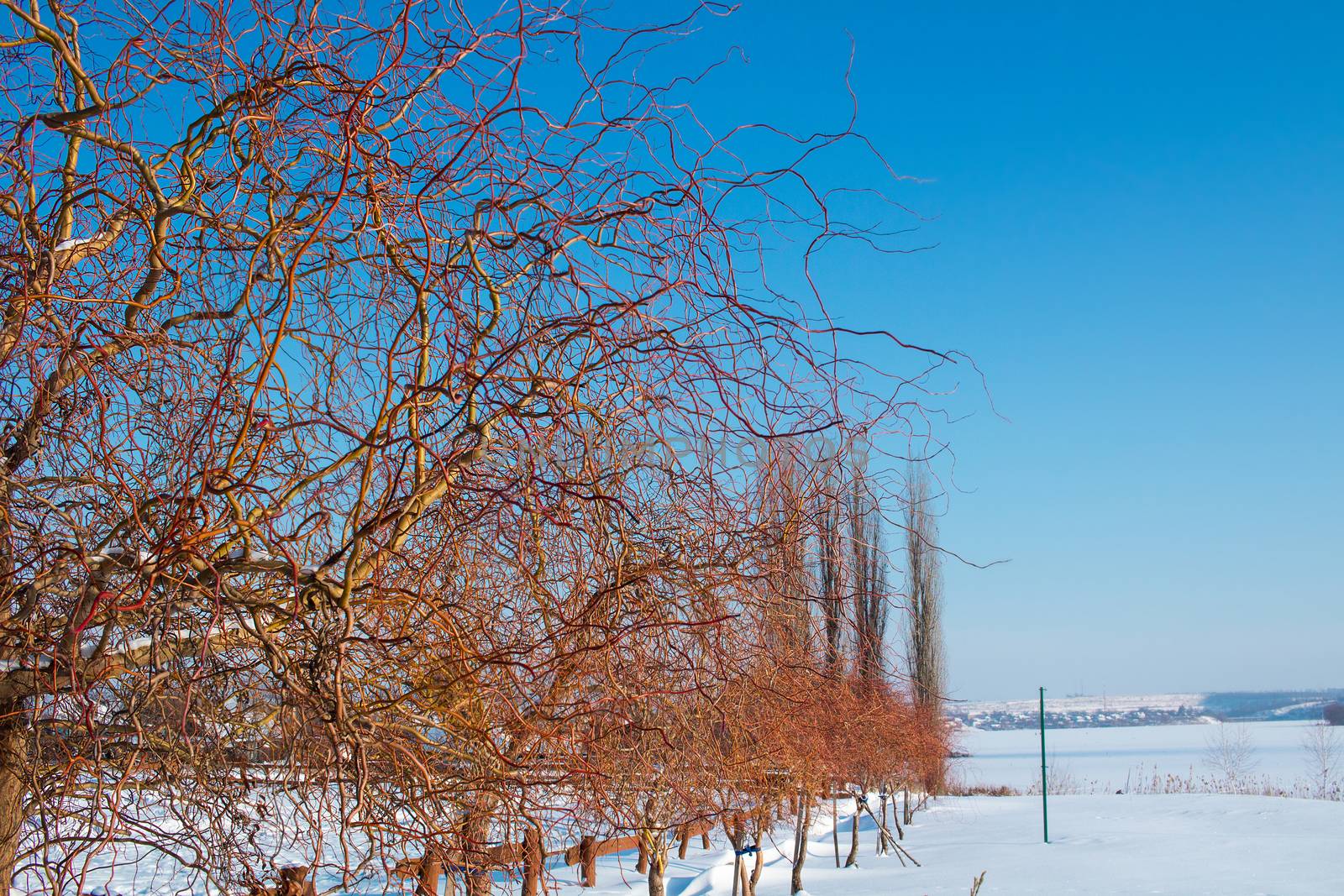 Winter frozen snowee paysage landscape of naked trees with red branches