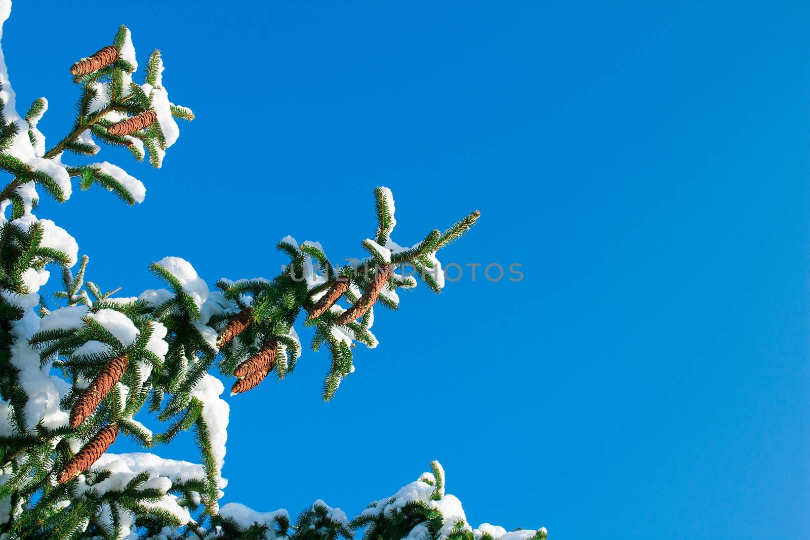 Winter conftiterous fir branches close-up on sunny day with white snow