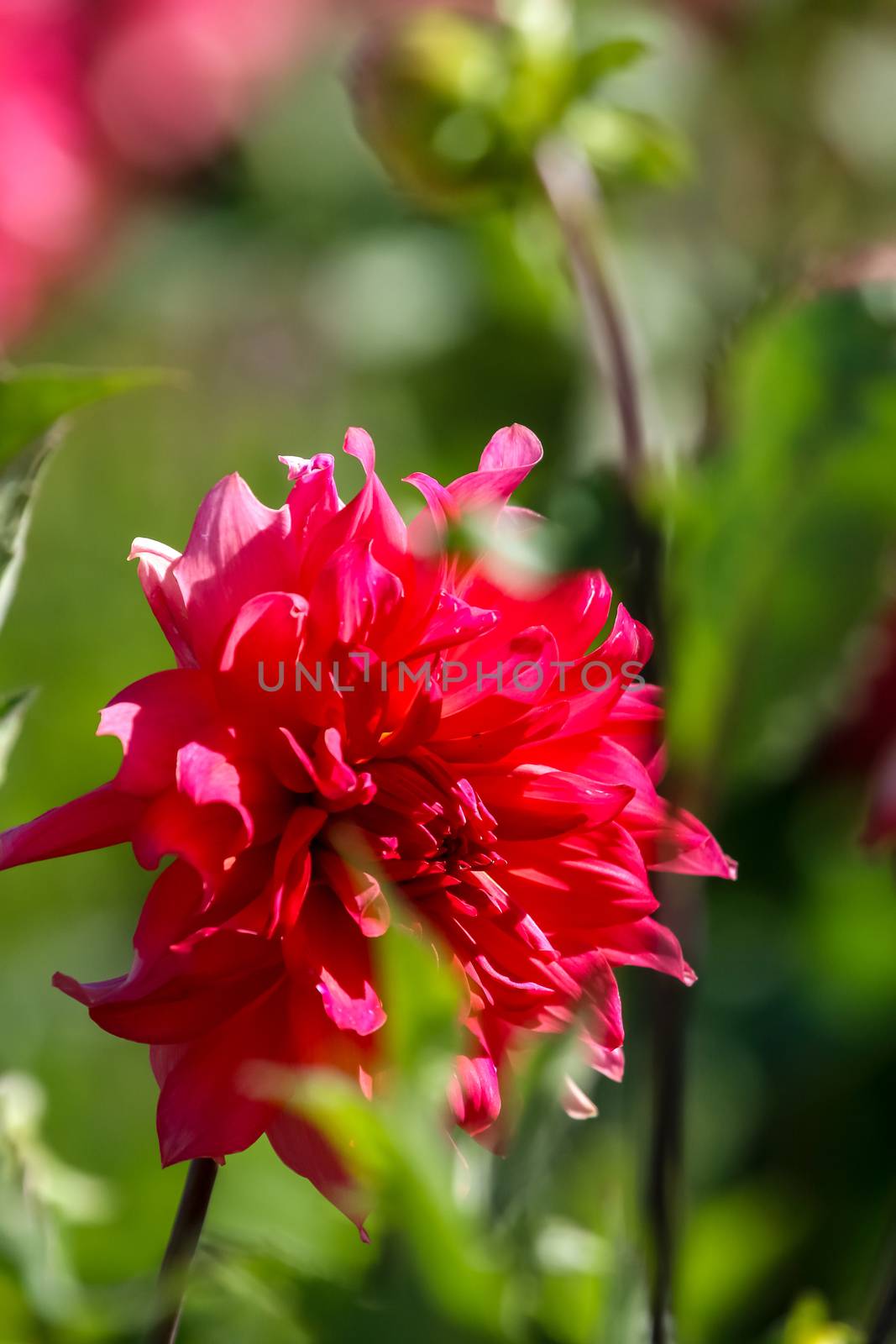 Background with  red dahlia on green background. Red dahlia on field. Blooming dahlias. Red dahlia on green grass. Garden with red dahlia. Garden flowers. Nature flower. Flowers in garden. 