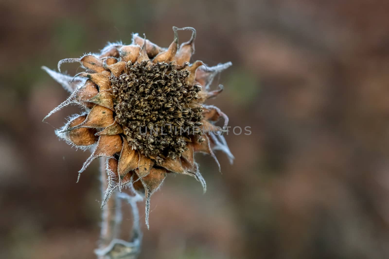 Background with deflorate sunflower. Sunflower in autumn day. Withered sunflower. Frozen sunflower on gray field in Latvia. Closeup of deflorate, withered sunflower.