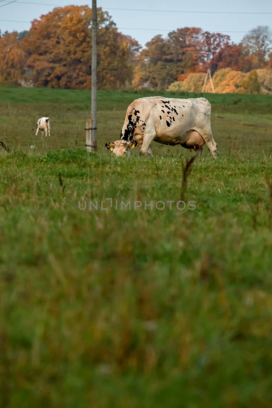 Cow grazing in green meadow in summer day. White cow and calf on field in Latvia.