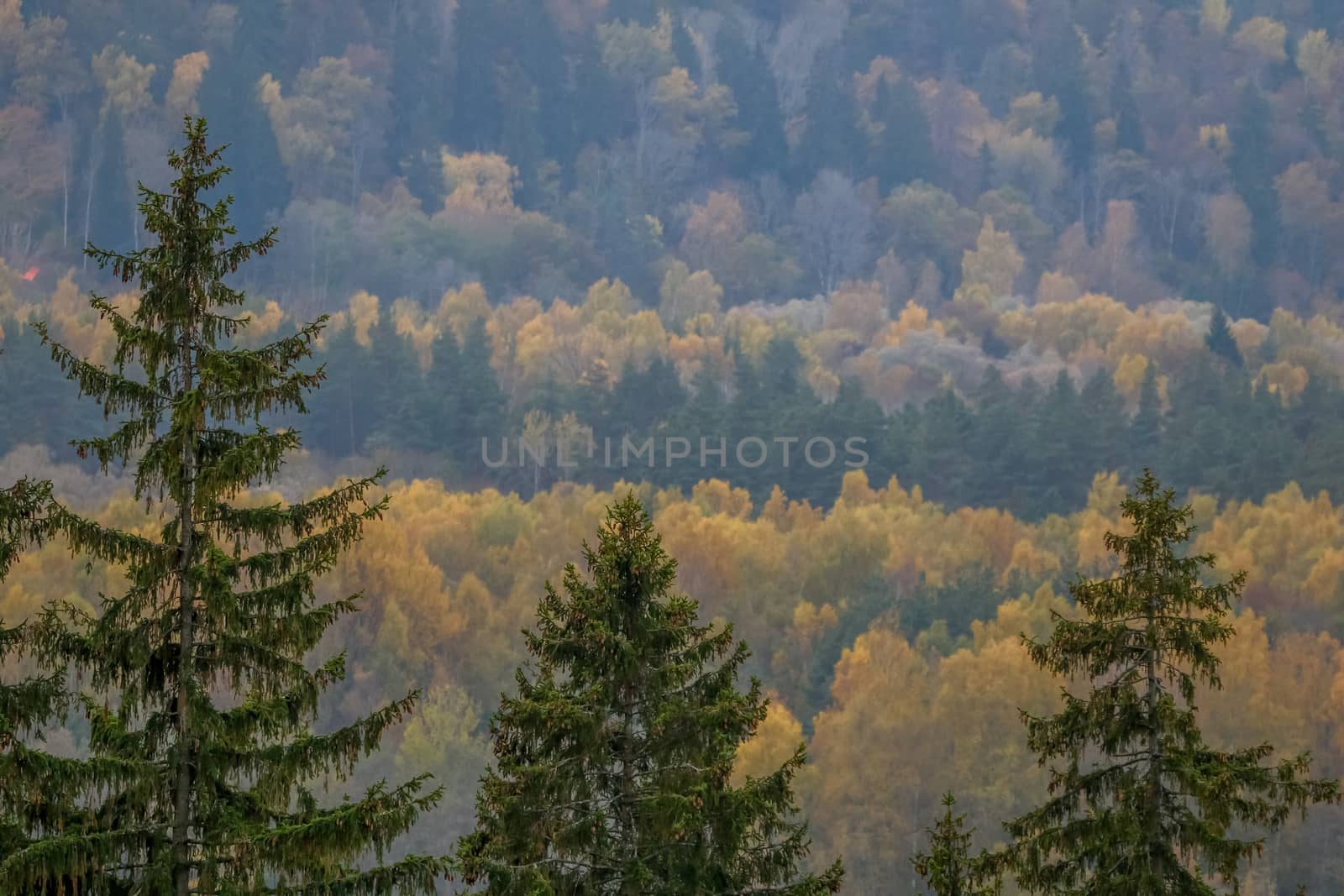 Autumn trees in the forest. Sigulda valley in autumn. Three fir trees in the foreground, valley with forest is the backside. Autumn in Sigulda, Latvia.