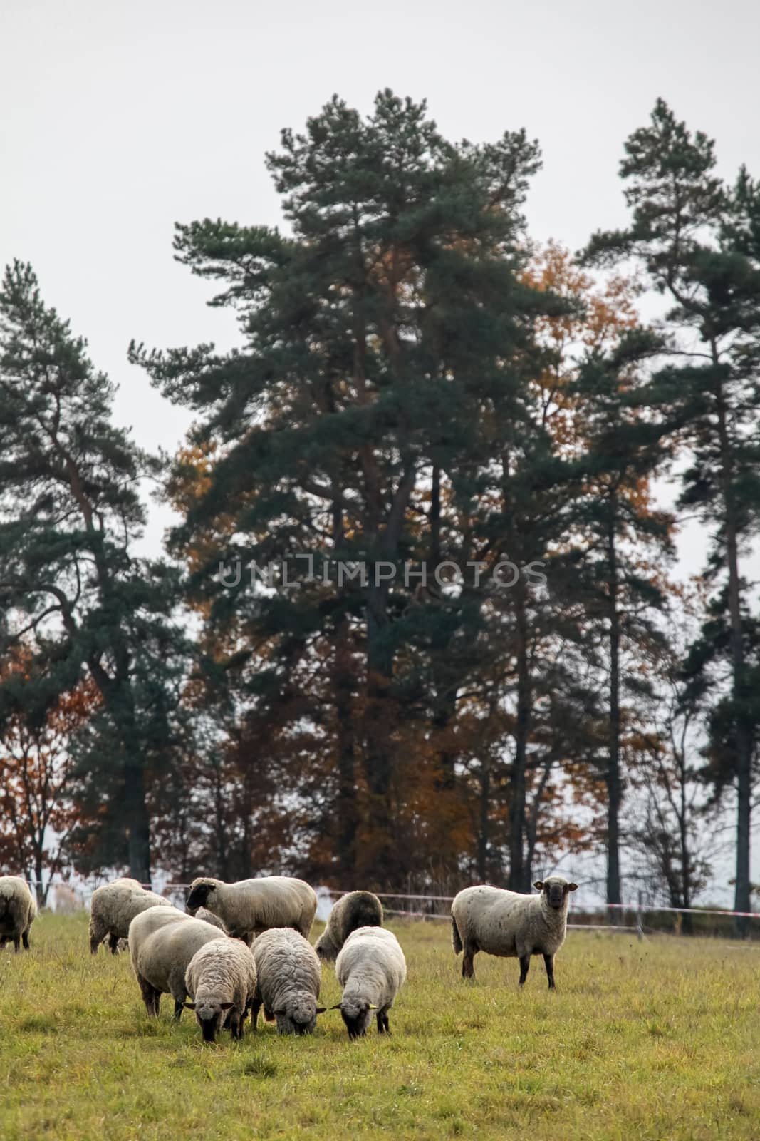 Flock of sheep grazing in meadow. Sheep grazing on field in summer day. Sheep herd on meadow in summer time.