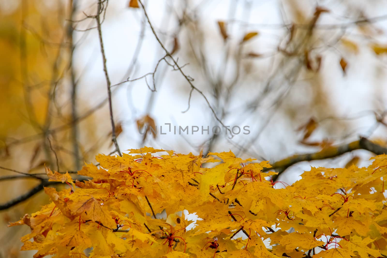 Autumn maple leaves in Sigulda, Latvia.  Branch with yellow leaves on sky background in autumn day.