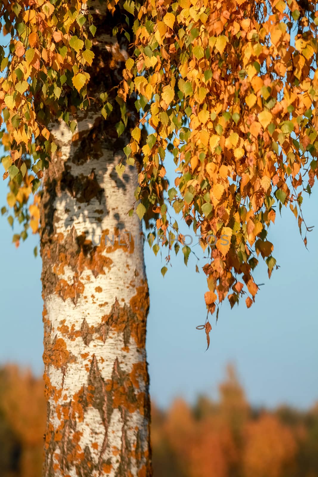 Birch with yellow leaves in sunny autumn day. by fotorobs