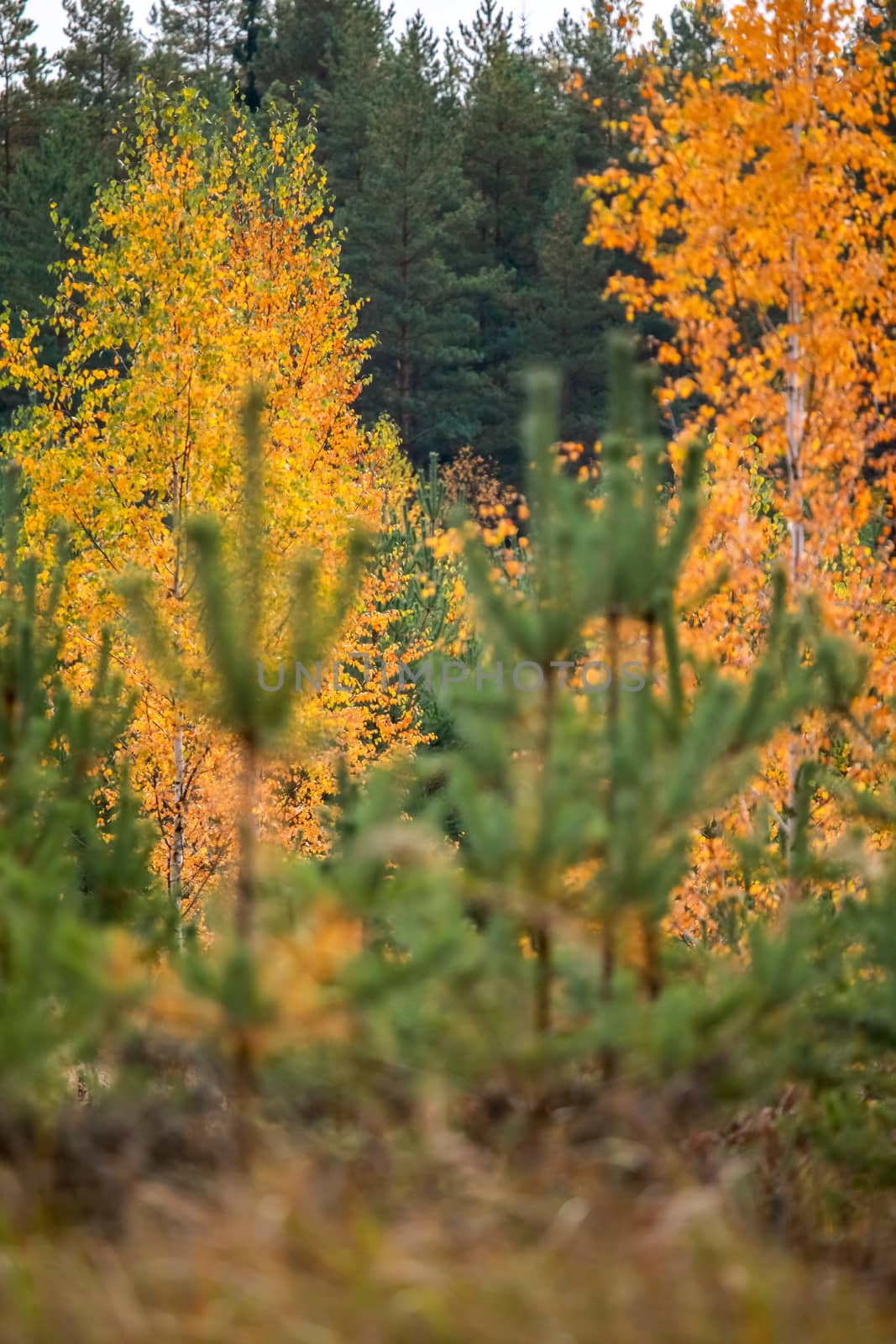 Birch with yellow leaves among green fir trees. Autumn trees in the forest Autumn birch and fir trees with sun. Golden autumn birch tree. Golden colored birch in green spruce trees forest. Autumn in Latvia. Autumn scene in forest with colorful autumn trees. 