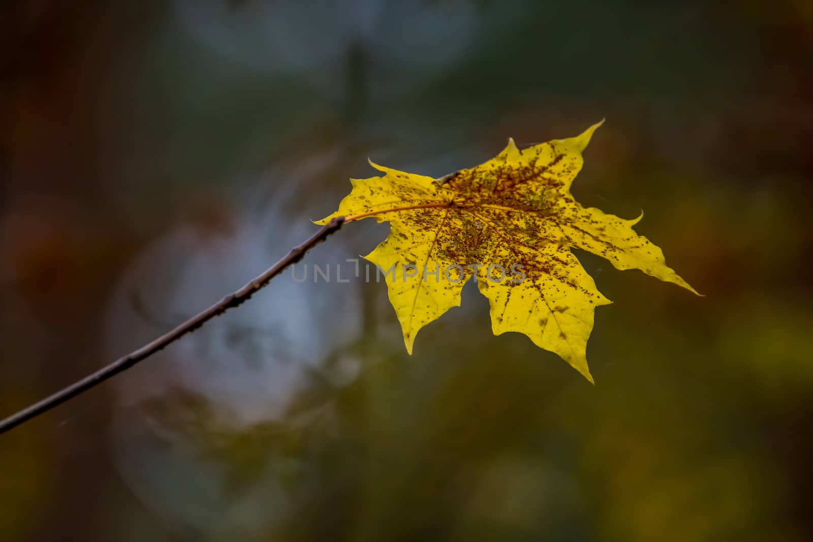 Autumn maple leaf on the blurry natural background. One maple leaf on branch. Autumn in Latvia. Yellow maple leaf in autumn as background.