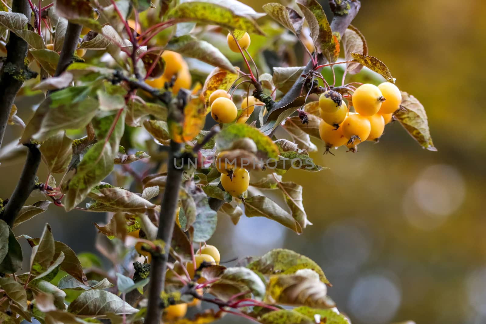 Small paradise apples among the leaves on a tree branch. Yellow apples on tree branch. Paradise apples on tree. Apples in garden. Autumn fruits in Latvia. Branch with yellow Paradise apples in autumn day.