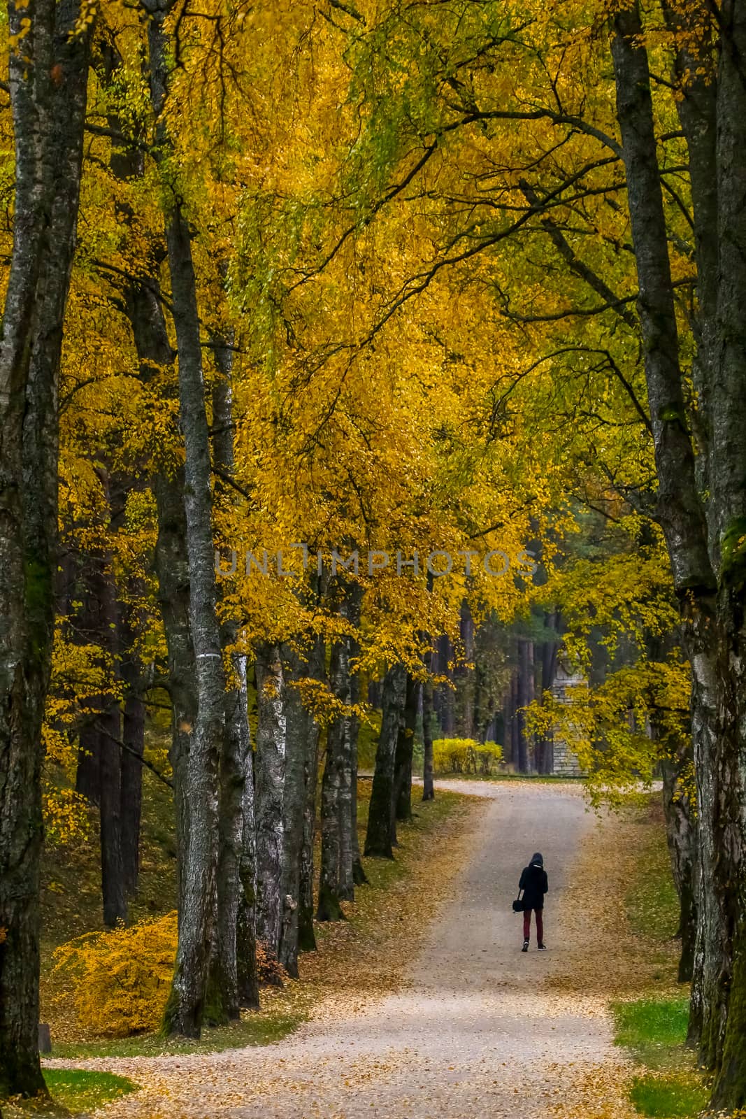 Autumn in city park. Colorful leaves in sun light. One man in birch alley. Birches with yellow and green leaves in autumn day. Beauty nature scene at fall season. Autumn in Open Air museum, Latvia. Autumn park scene with colorful autumn trees in sunny autumn day.