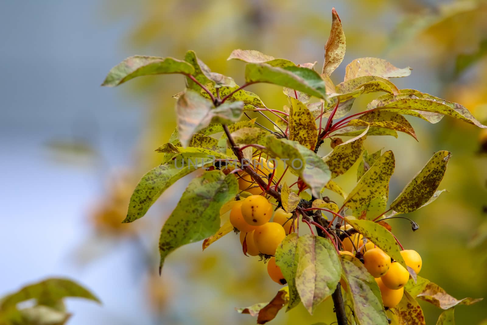 Small paradise apples among the leaves on a tree branch. Yellow apples on tree branch. Paradise apples on tree. Apples in garden. Autumn fruits in Latvia. Branch with yellow Paradise apples in autumn day.