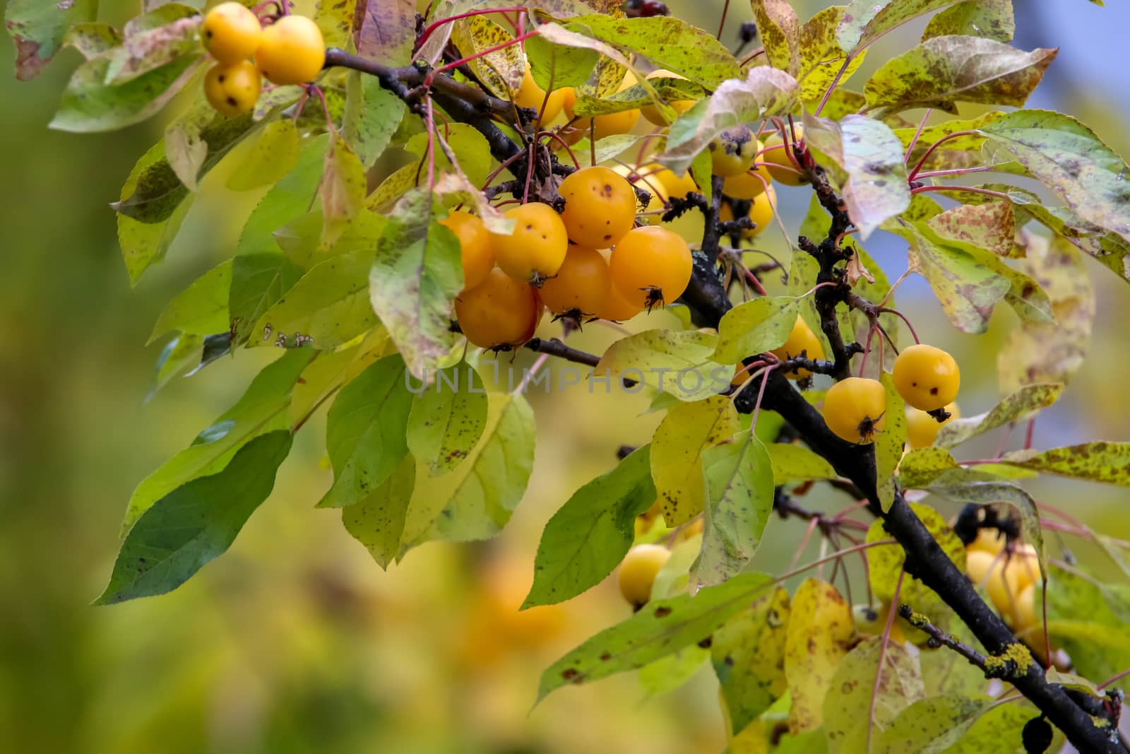 Small paradise apples among the leaves on a tree branch. Yellow apples on tree branch. Paradise apples on tree. Apples in garden. Autumn fruits in Latvia. Branch with yellow Paradise apples in autumn day.