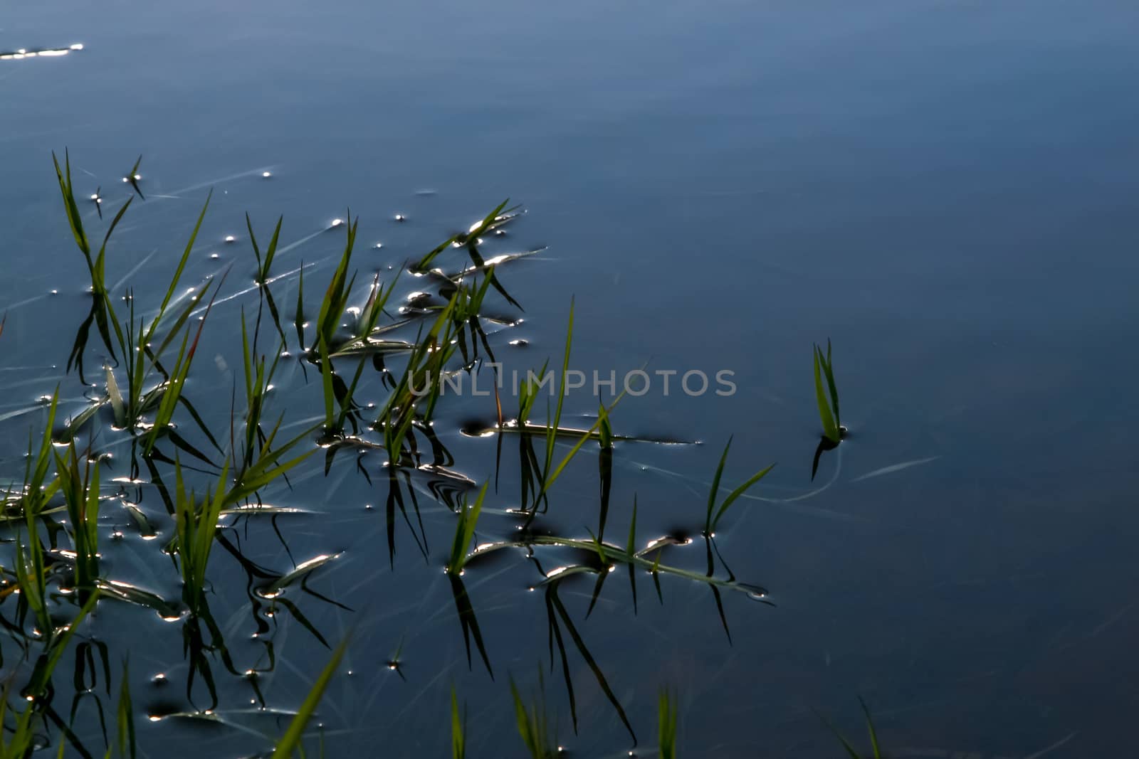 Closeup view of grass in the water. River with green grass in Latvia. Green grass on river surface as background. 