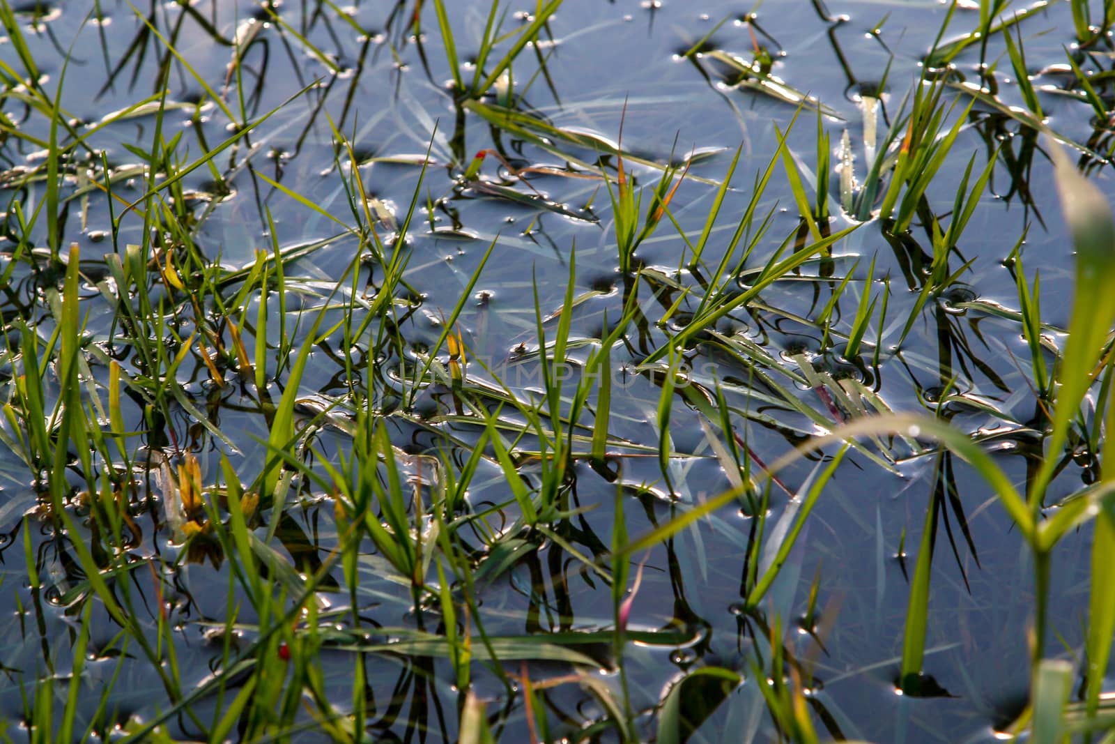 Closeup view of grass in the water. River with green grass in Latvia. Green grass on river surface as background. 