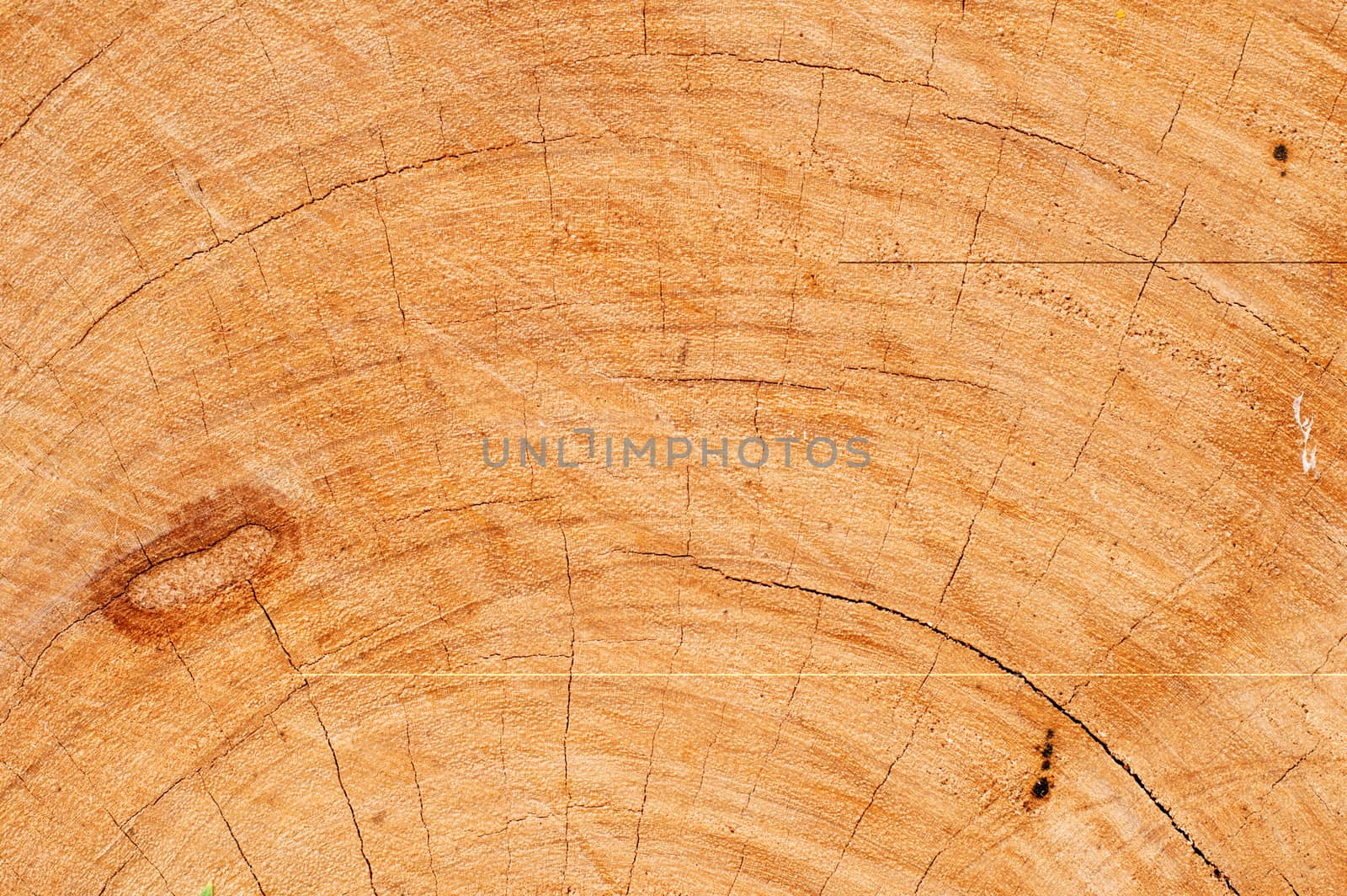Carpenters cut wood with coy before use.