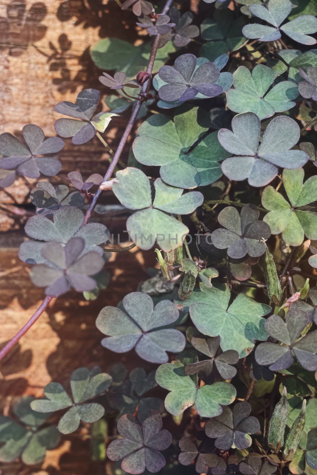 The green-violet plant against the background of boards at dawn in patches of light of the sun